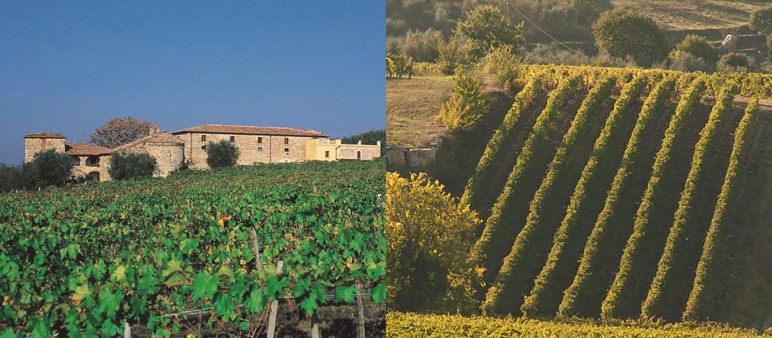 Banner Rocca di Montegrossi