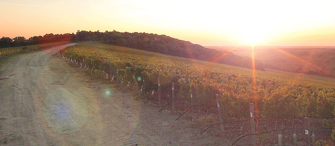 Banner Antoniolo