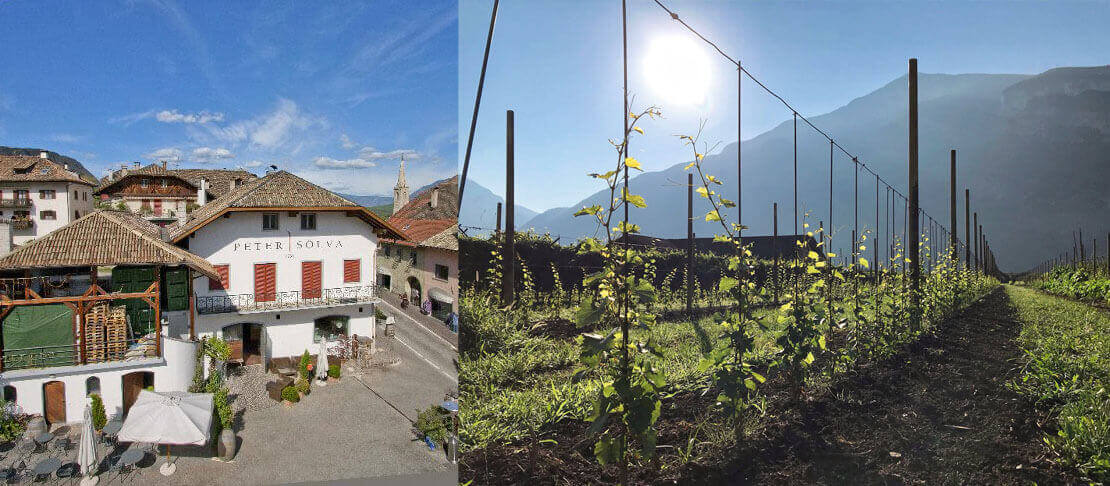 Banner Weingut Peter Sölva