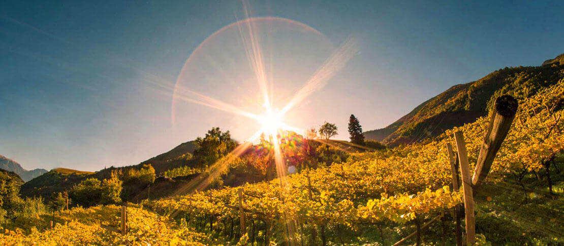 Banner Weingut Pitzner